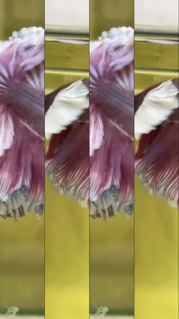 @Ruby Go