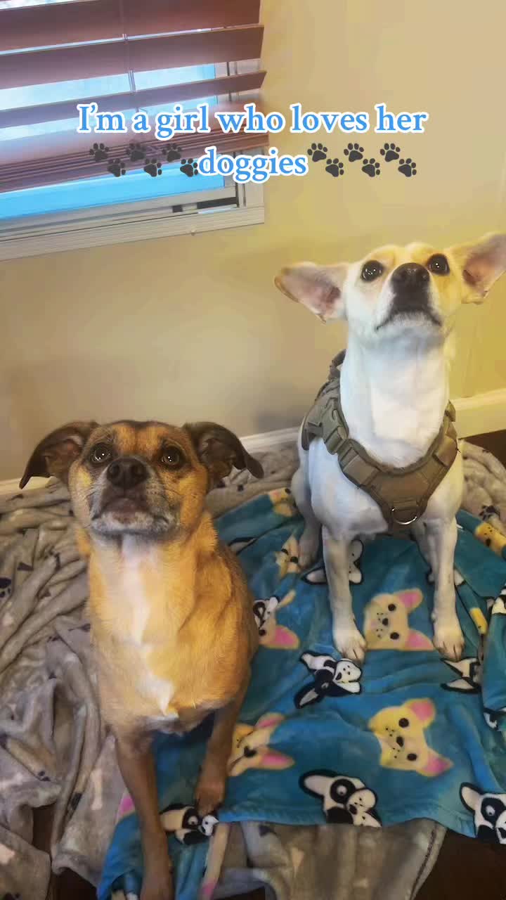 @Natalie♥️Cooking♥️Doggies