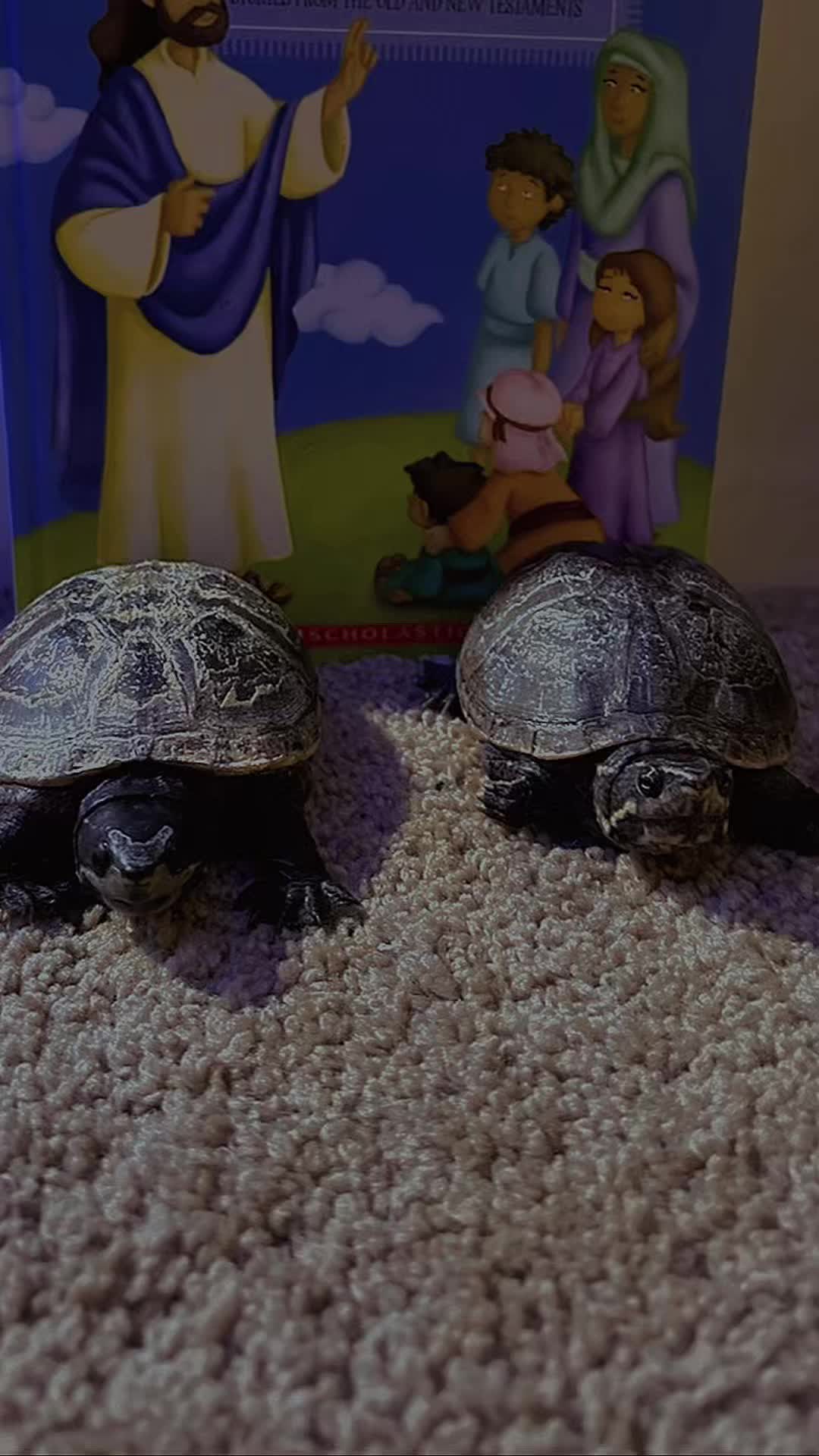 @Verses With Turtles