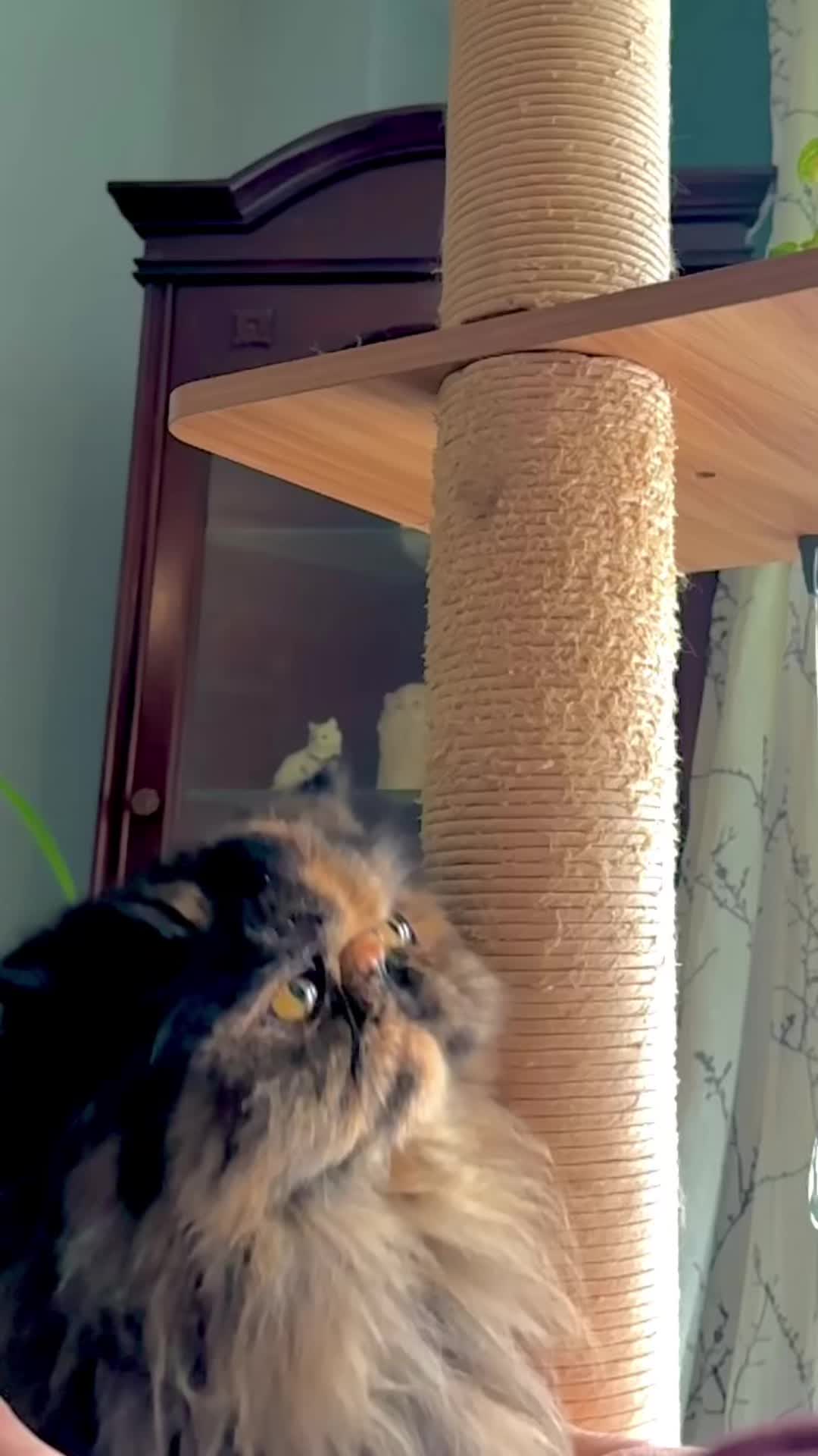 @Wholesome