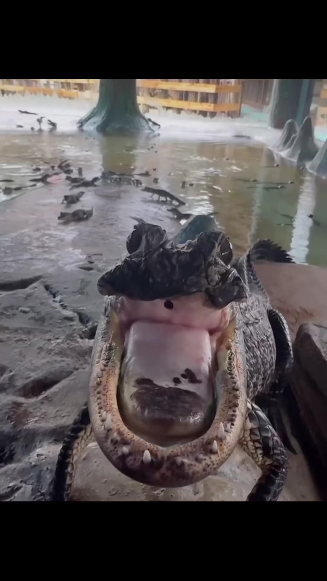 @diamondtnt48