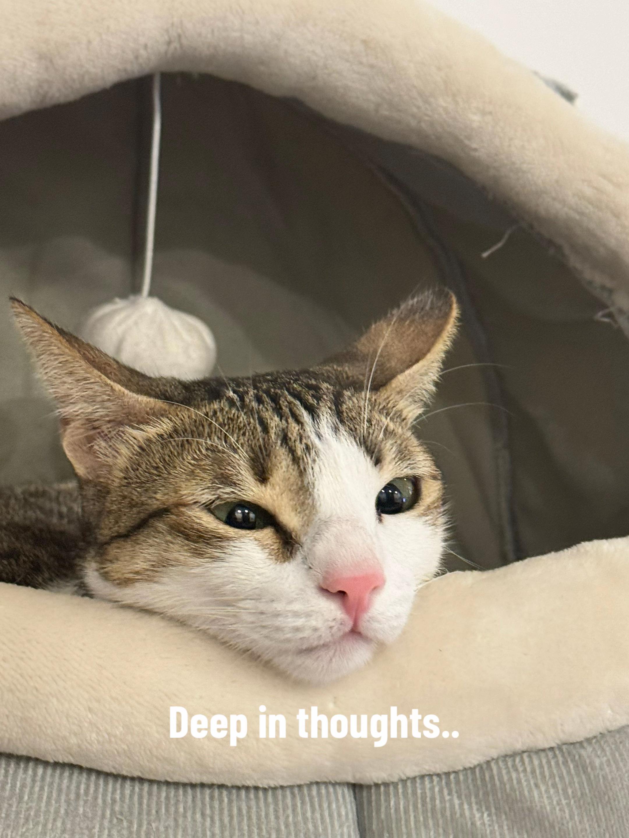 @Mahbooba The Cat