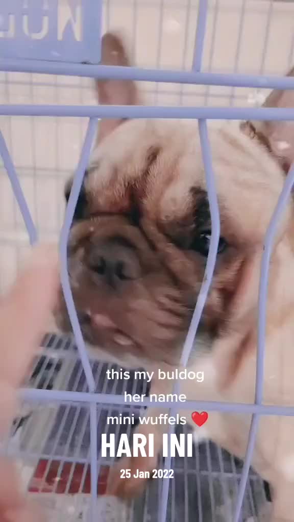 @wuffels