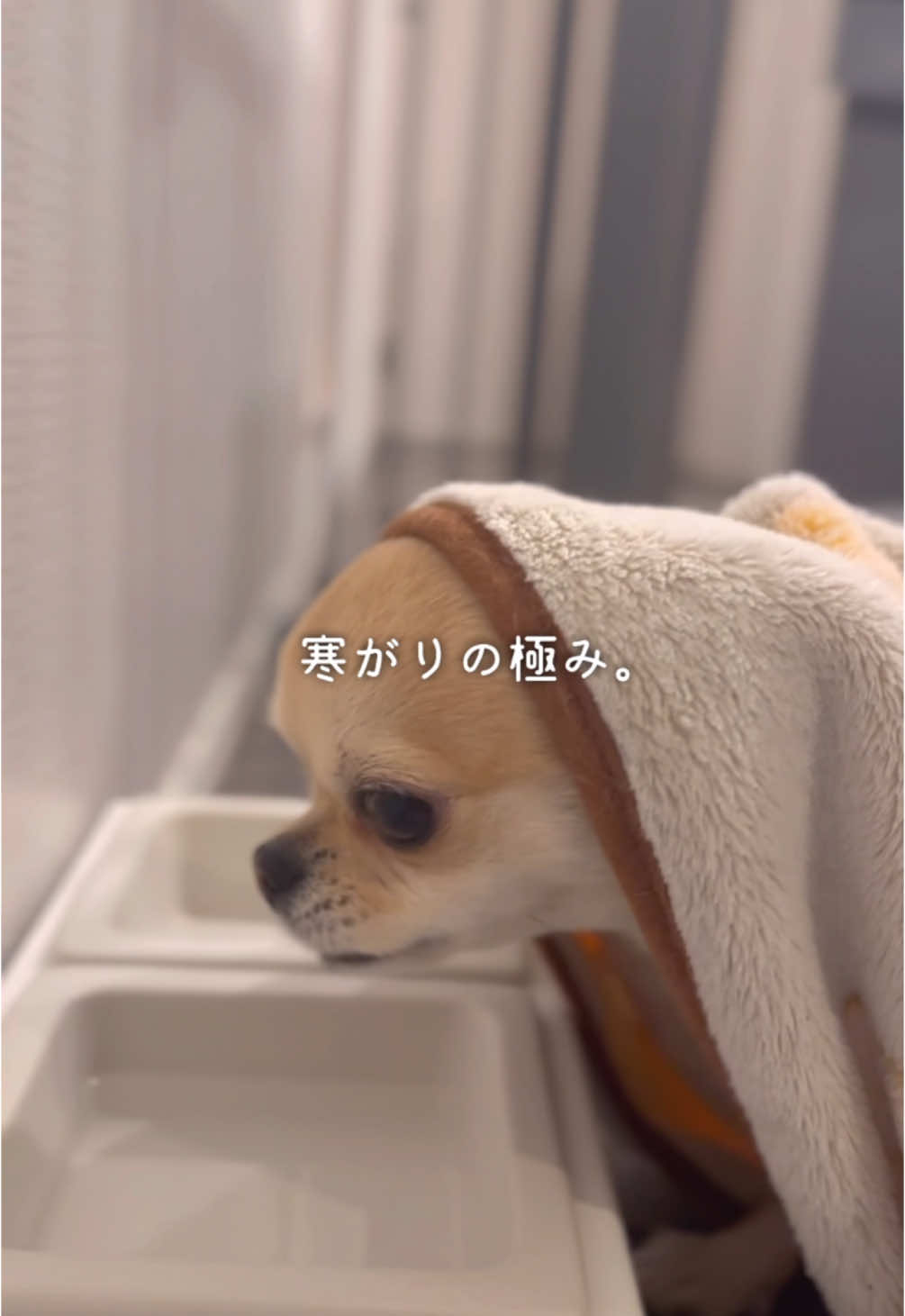@きなこおぜん