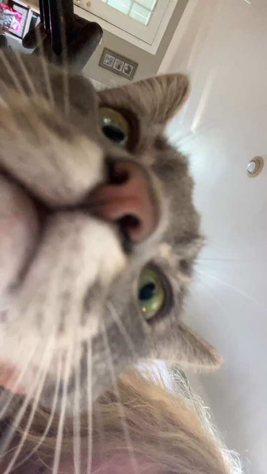 @Pawlitical Singer