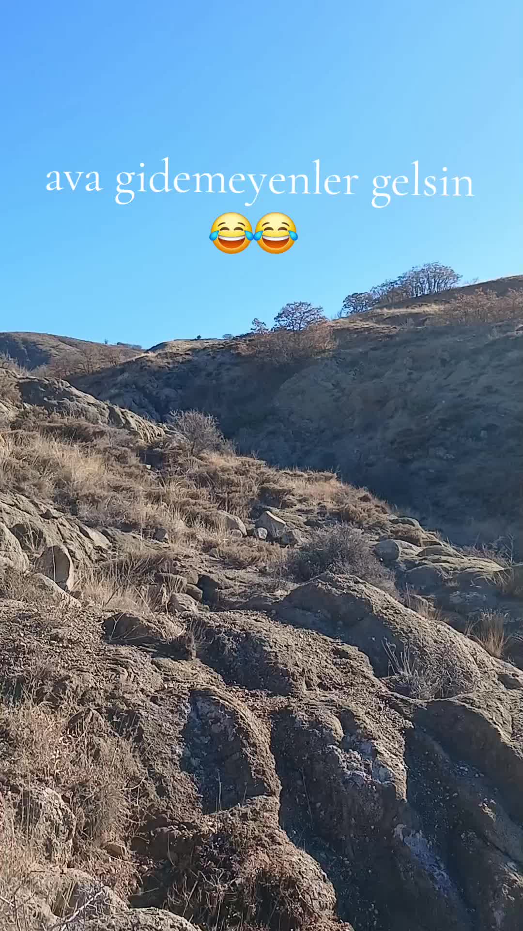 @avci