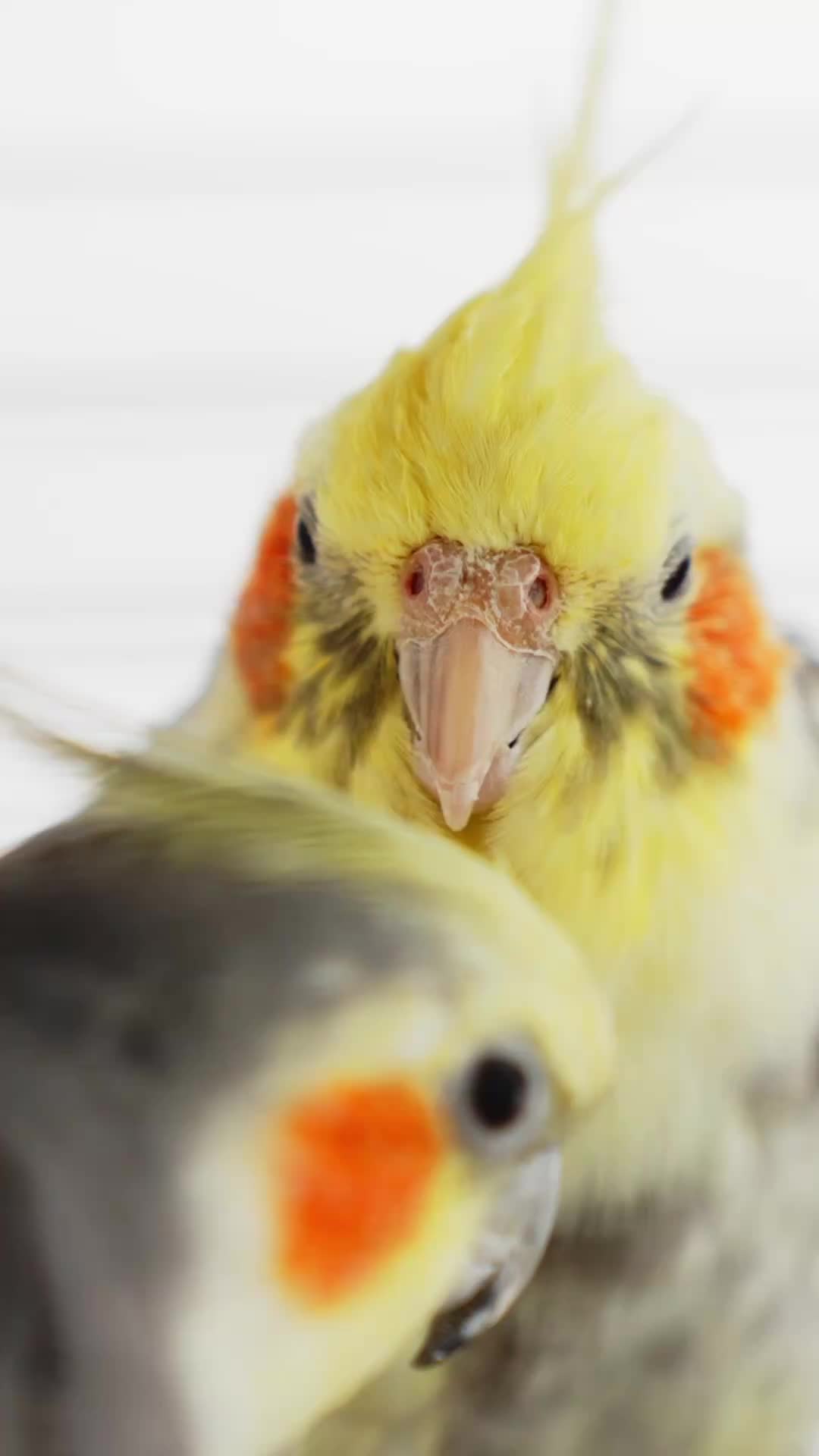 @Learn Parrots