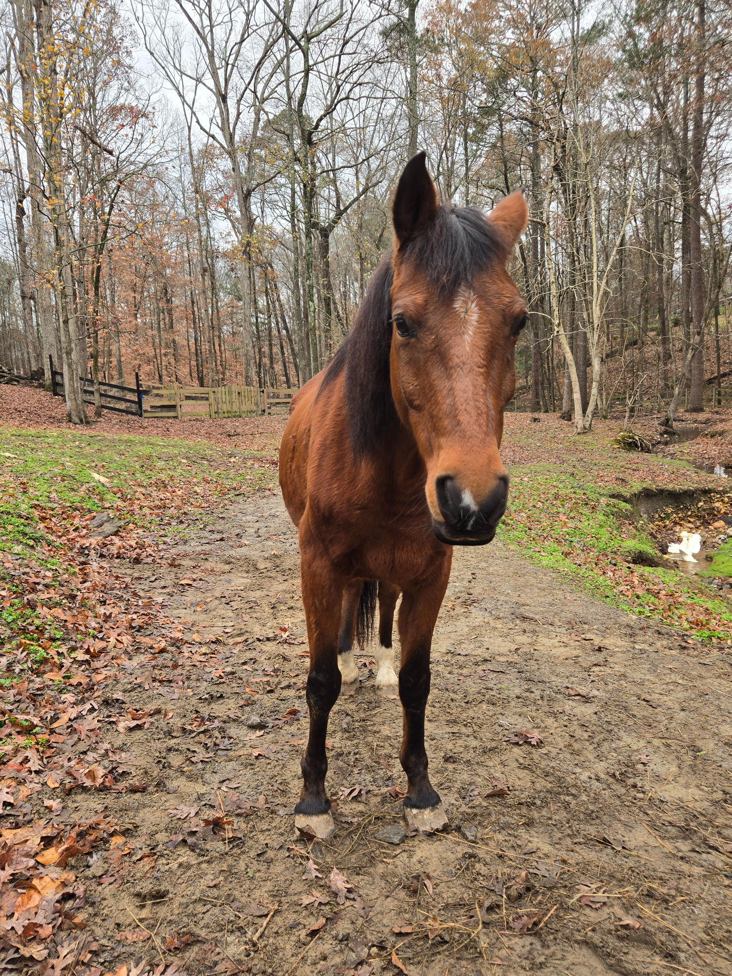 @Hidden Acres Animal Sanctuary