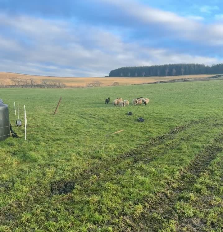 @Annavale&Biggarburn Shetlands