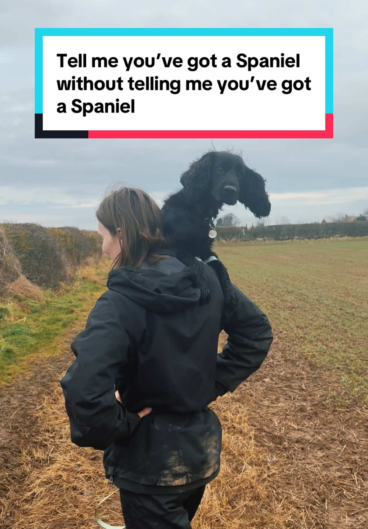 @Spaniel Explorers