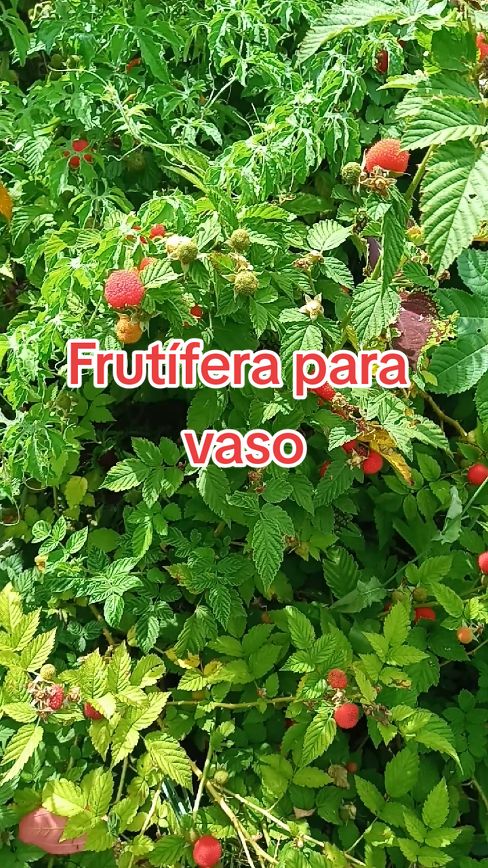 @Plantas