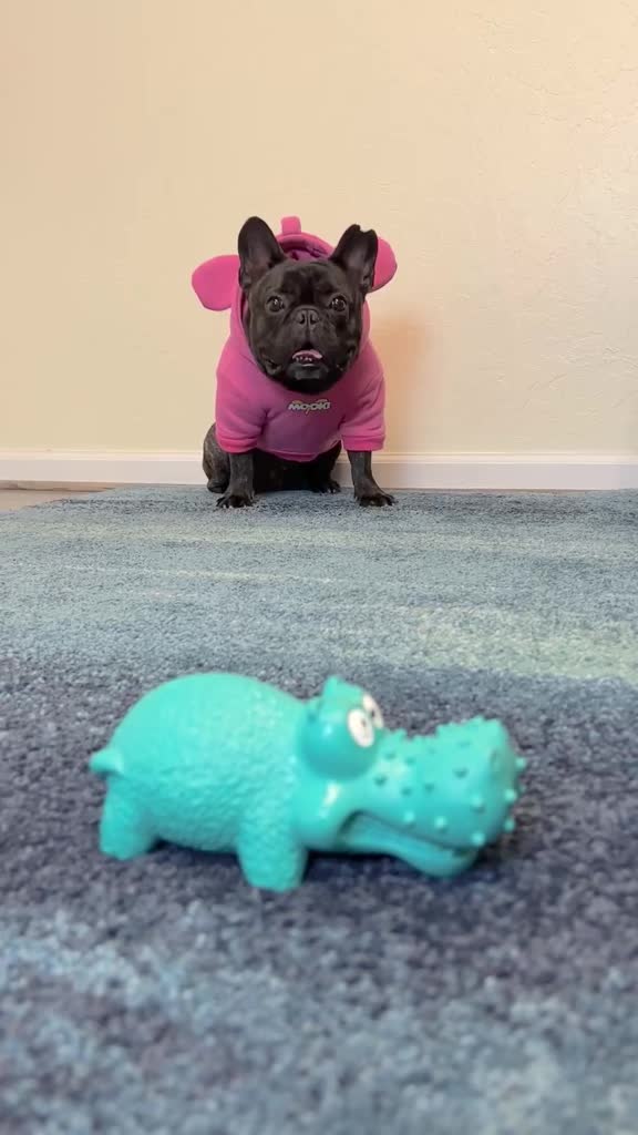 @Bruno the Frenchie