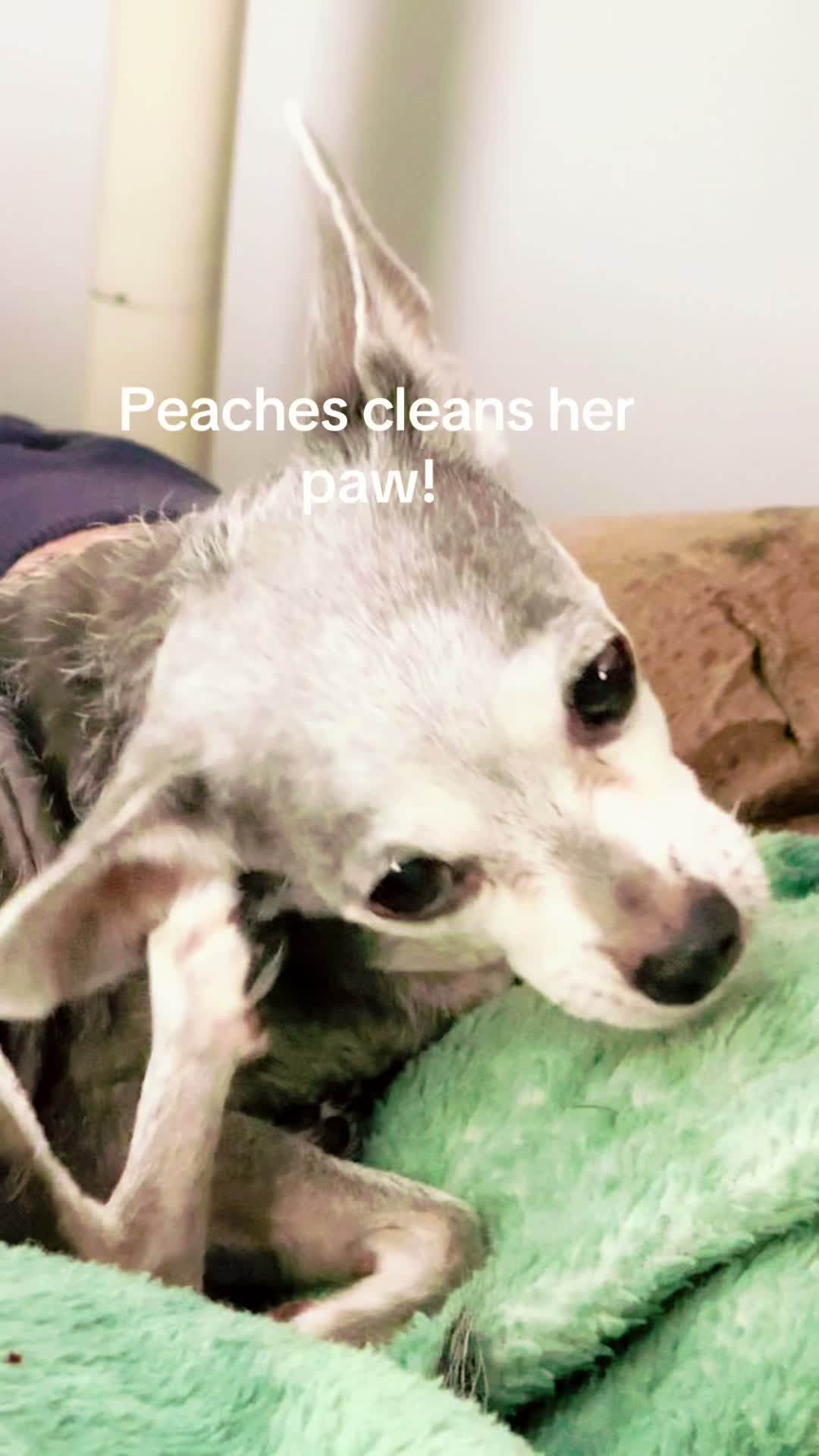 @Peaches🍑🐾
