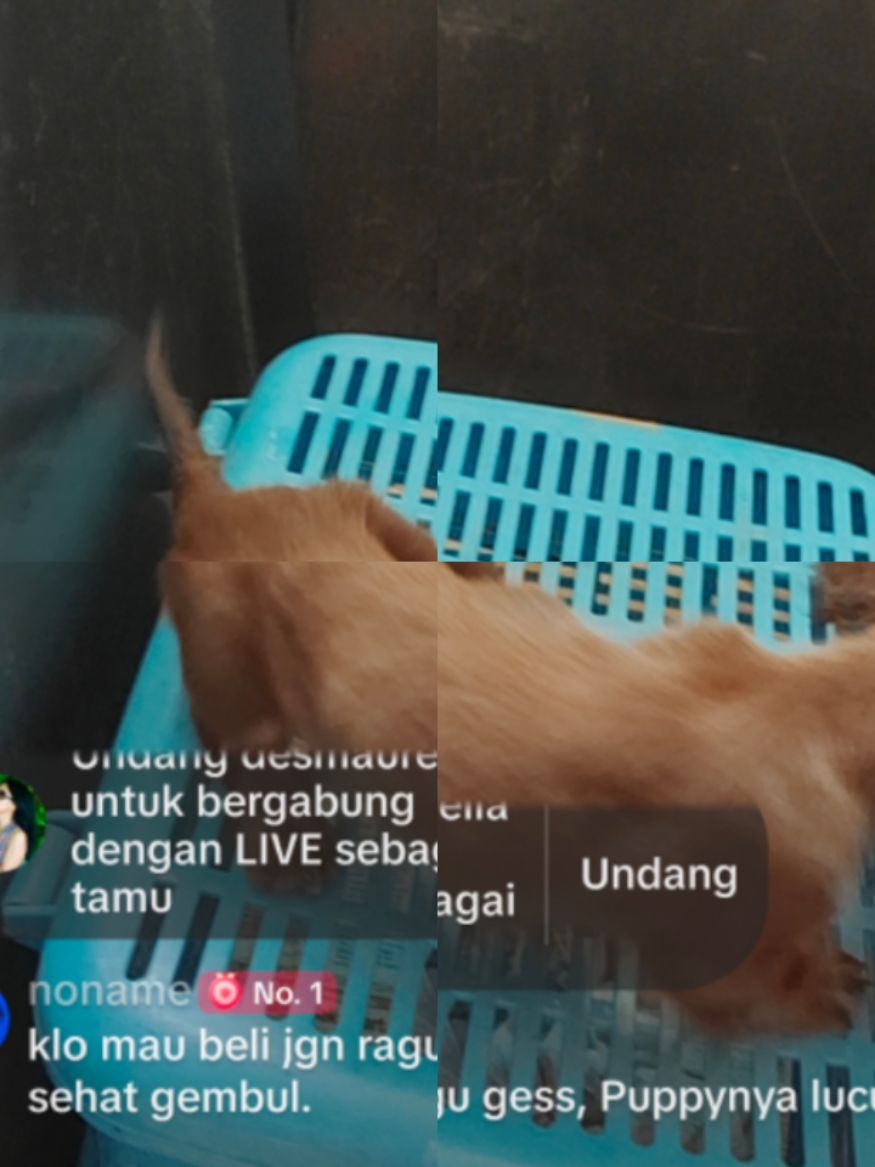 @wuffels