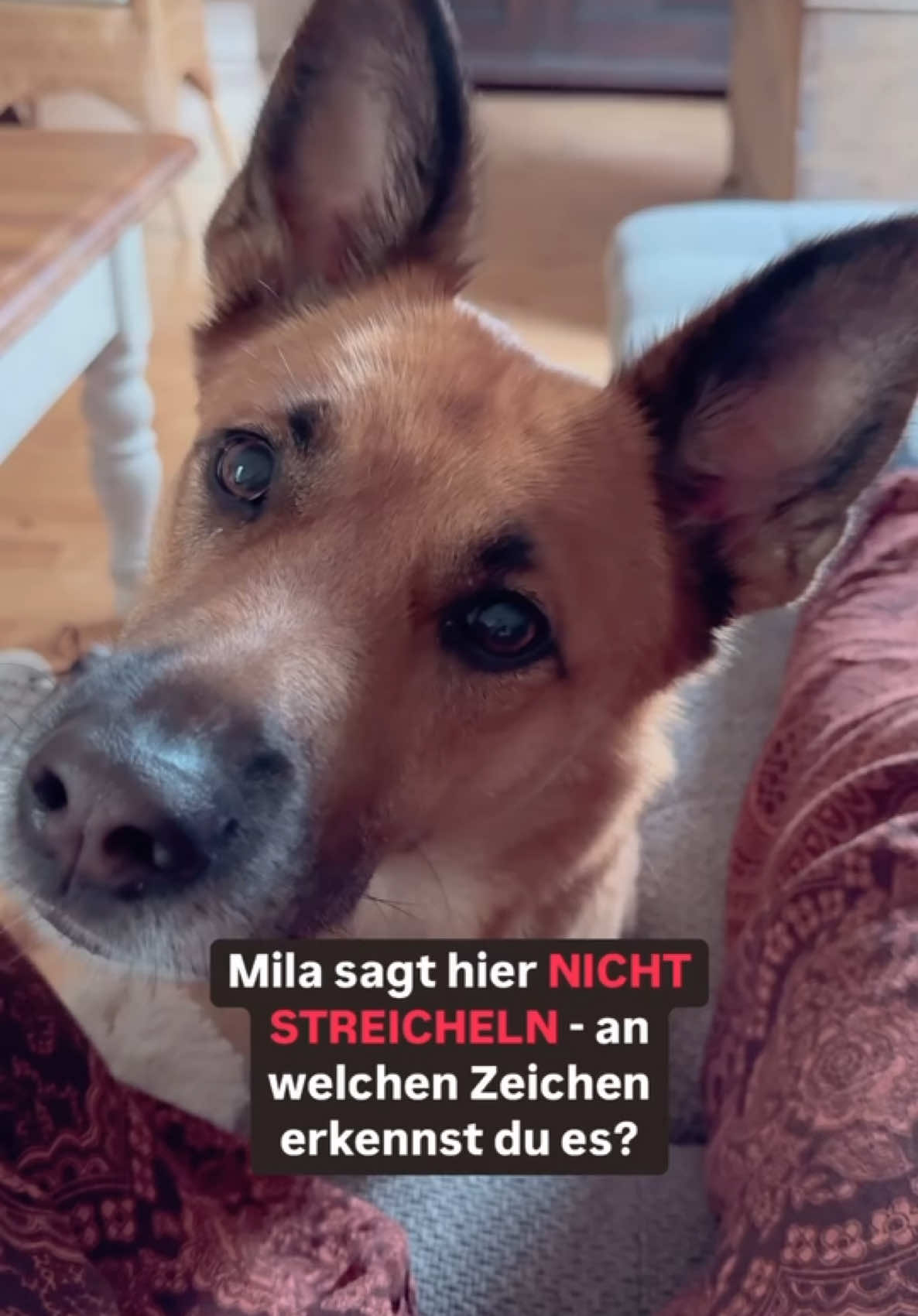 @INSAbenteuerHund