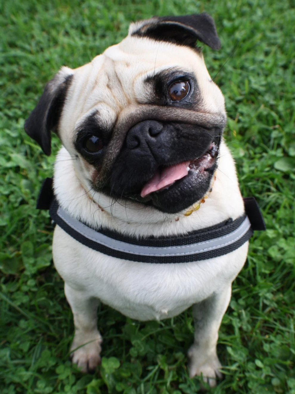 @Mi Mascota Feliz