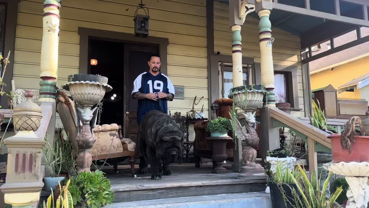@American Molossus Founder