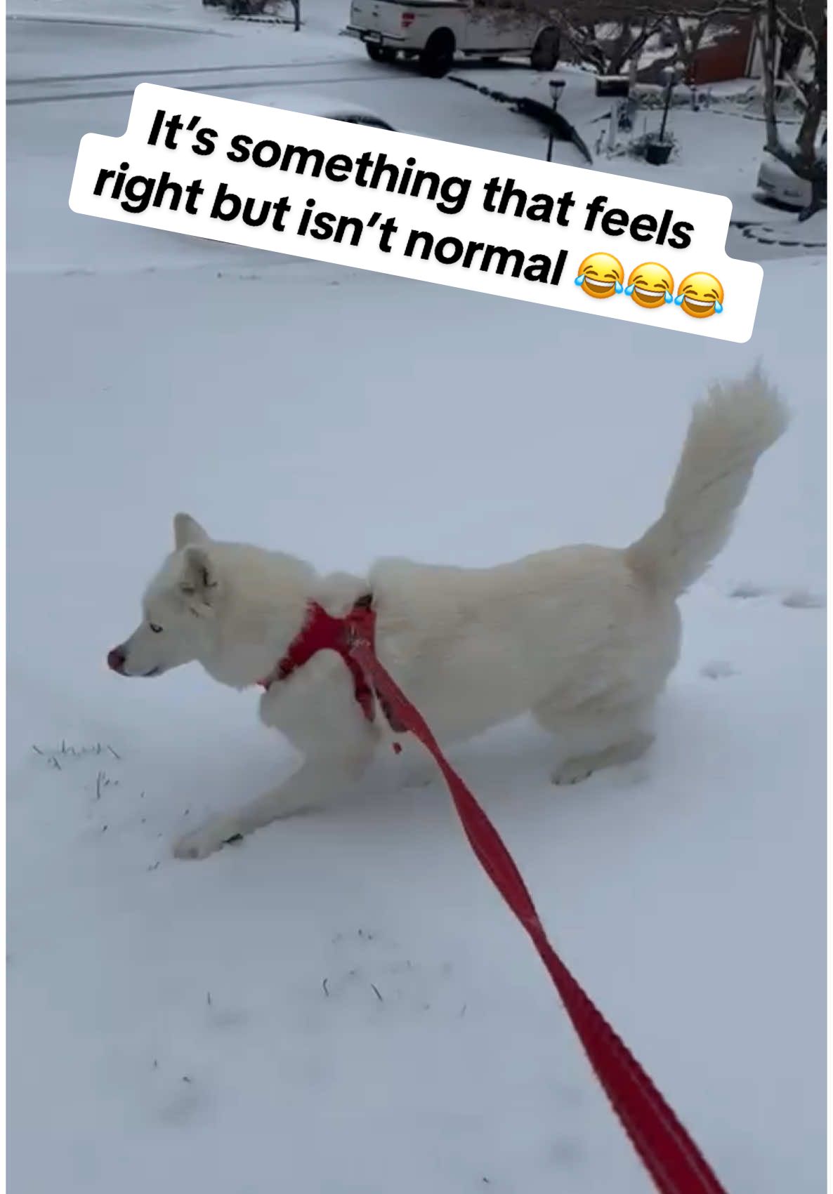 @Tundra