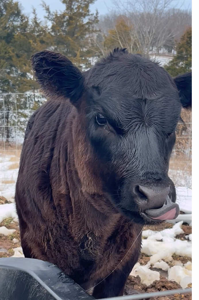 @EasilyDistractedby2Cows