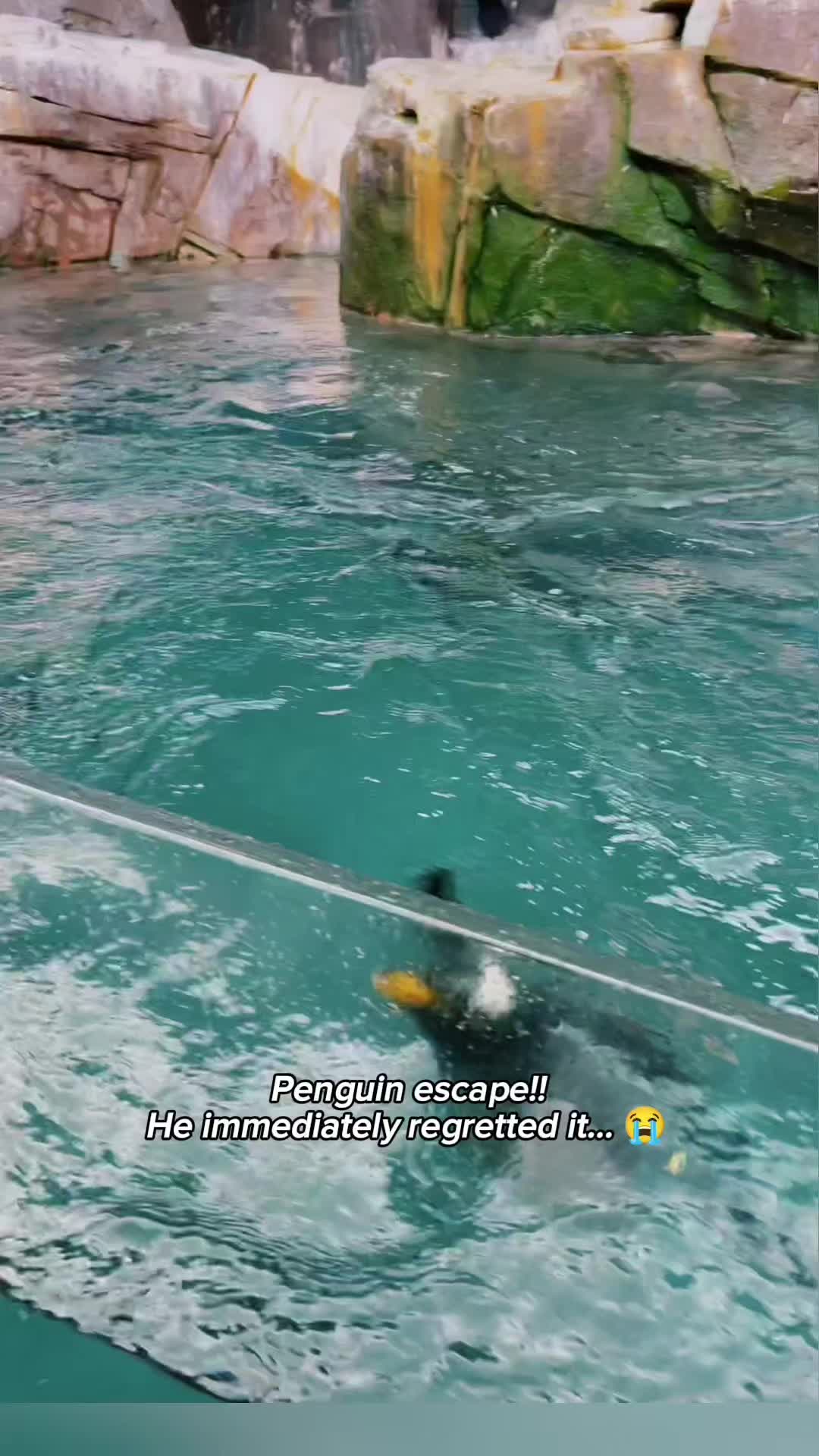 @Animal tok 🐅🦁🦊