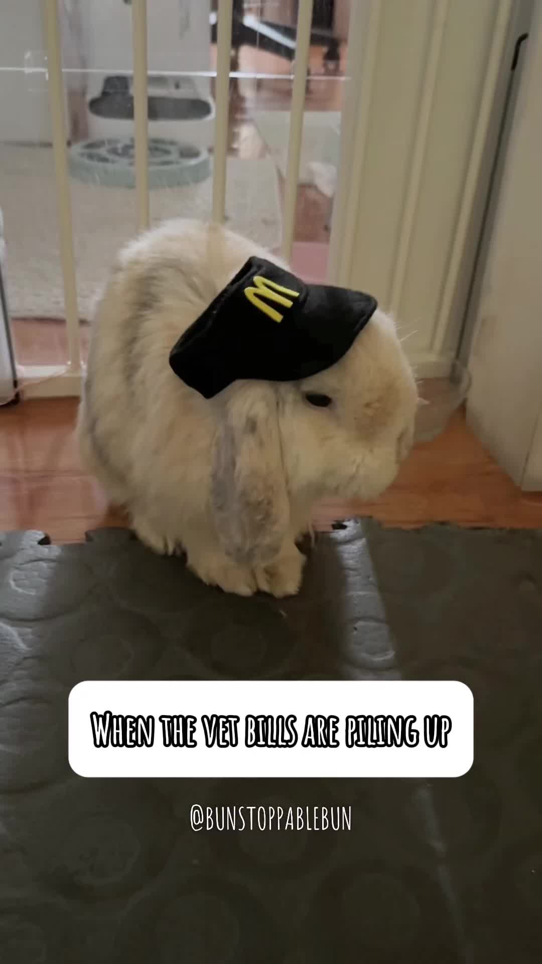 @BunBun, Mochi🌈, Chewy