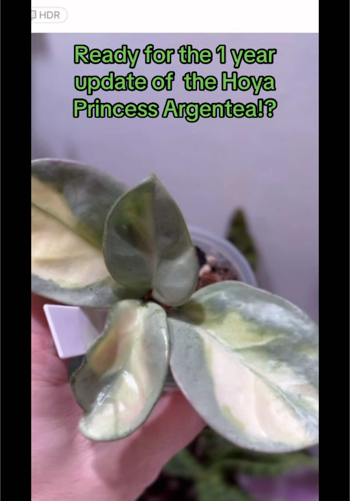 @Pothosiblyaboutplants