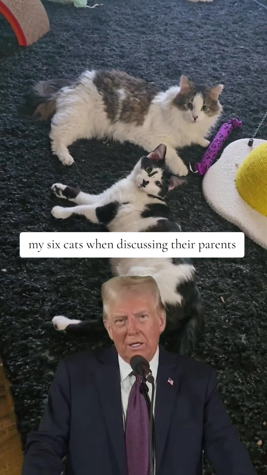 @𝓚𝓪𝓽 𝓦𝓱𝓮𝓮𝓵𝓮𝓻🐈&zwj;⬛