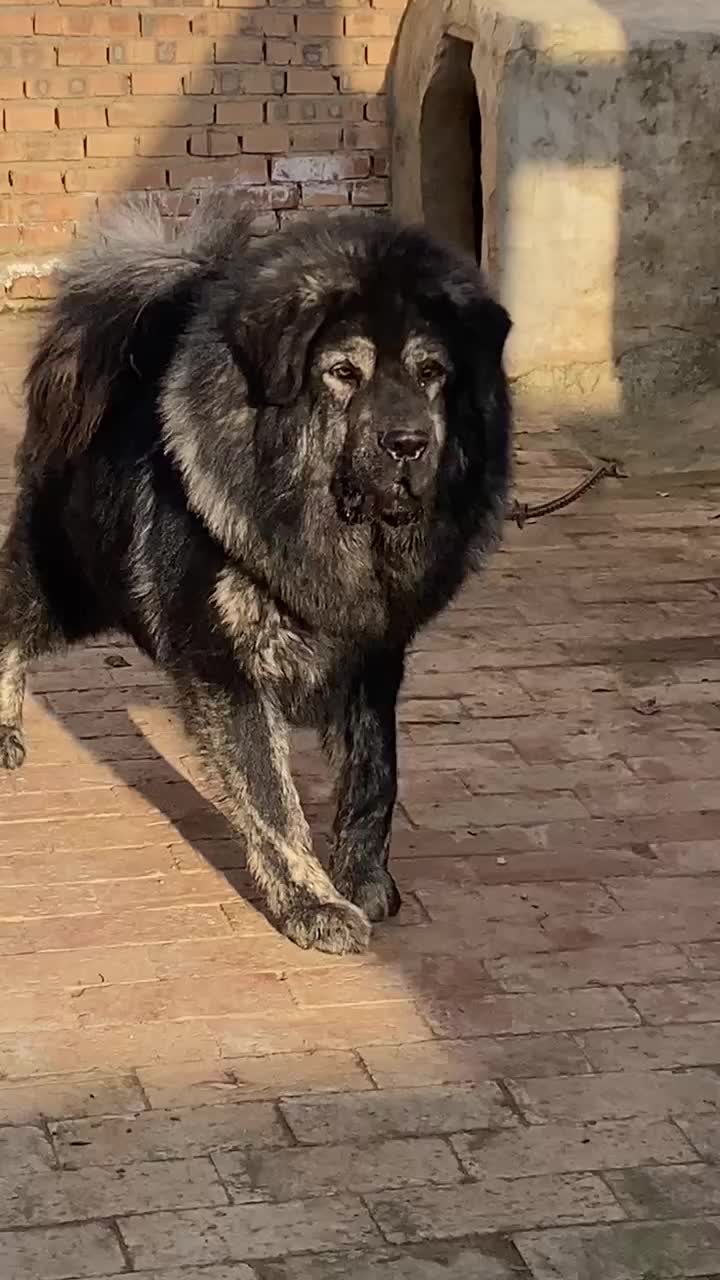 @Kashmiri_Bakrwal_Dog