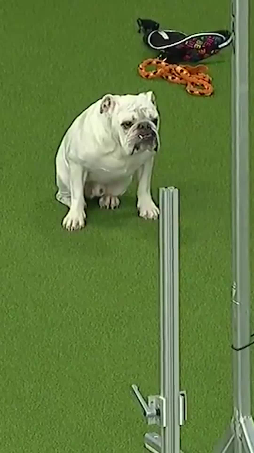 @Westminster Kennel Club