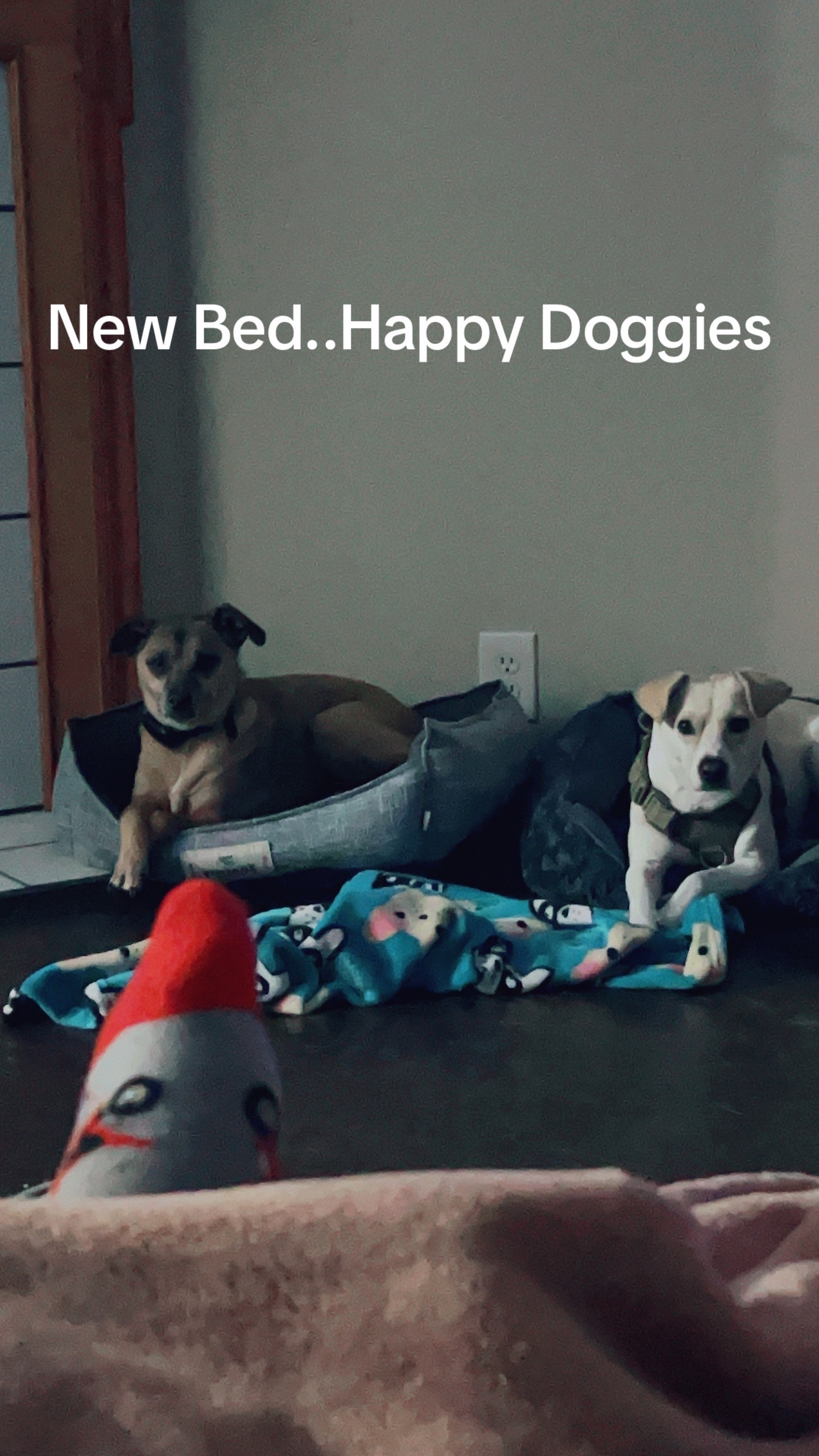 @Natalie♥️Cooking♥️Doggies