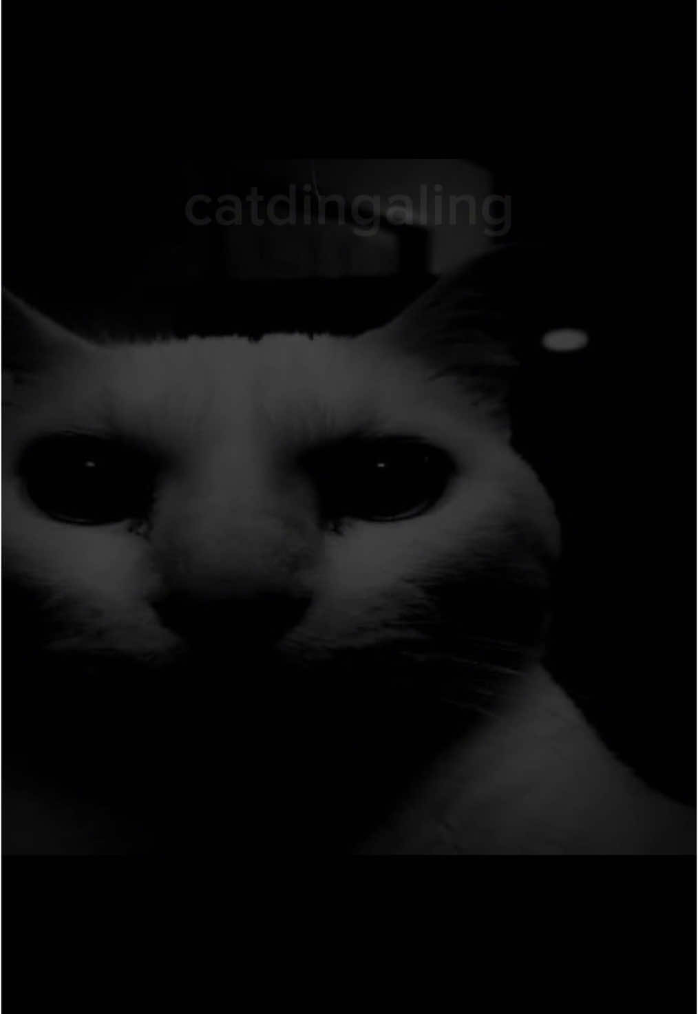 @catdingaling