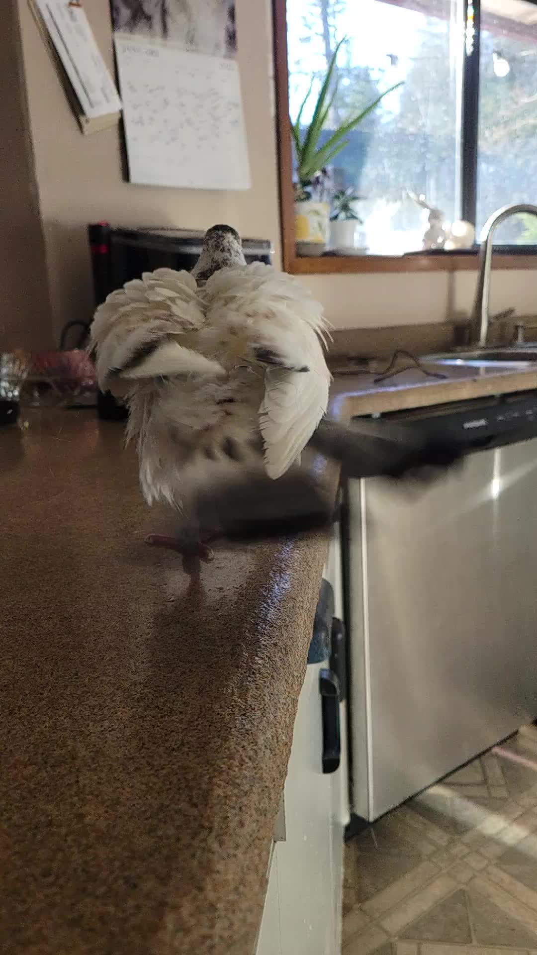 @prettypigeon