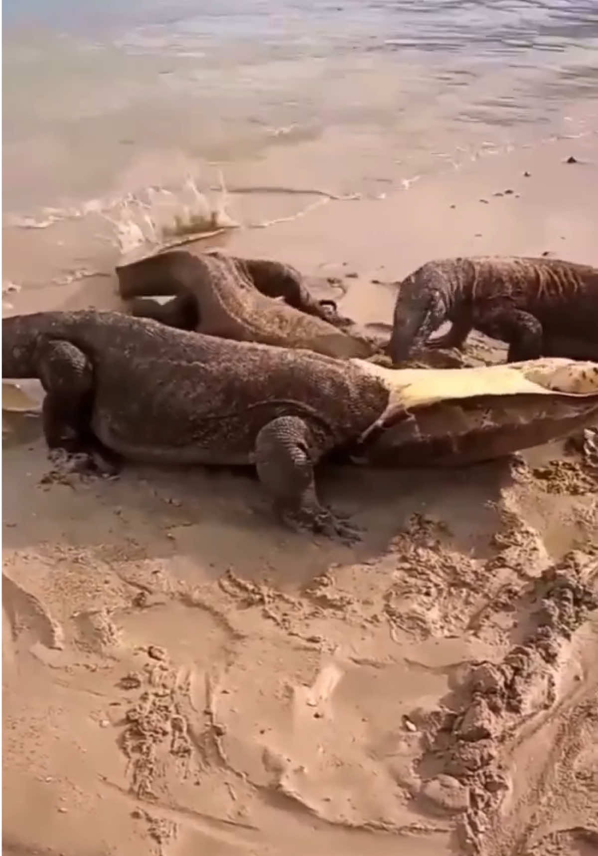 @animalsgonewildd