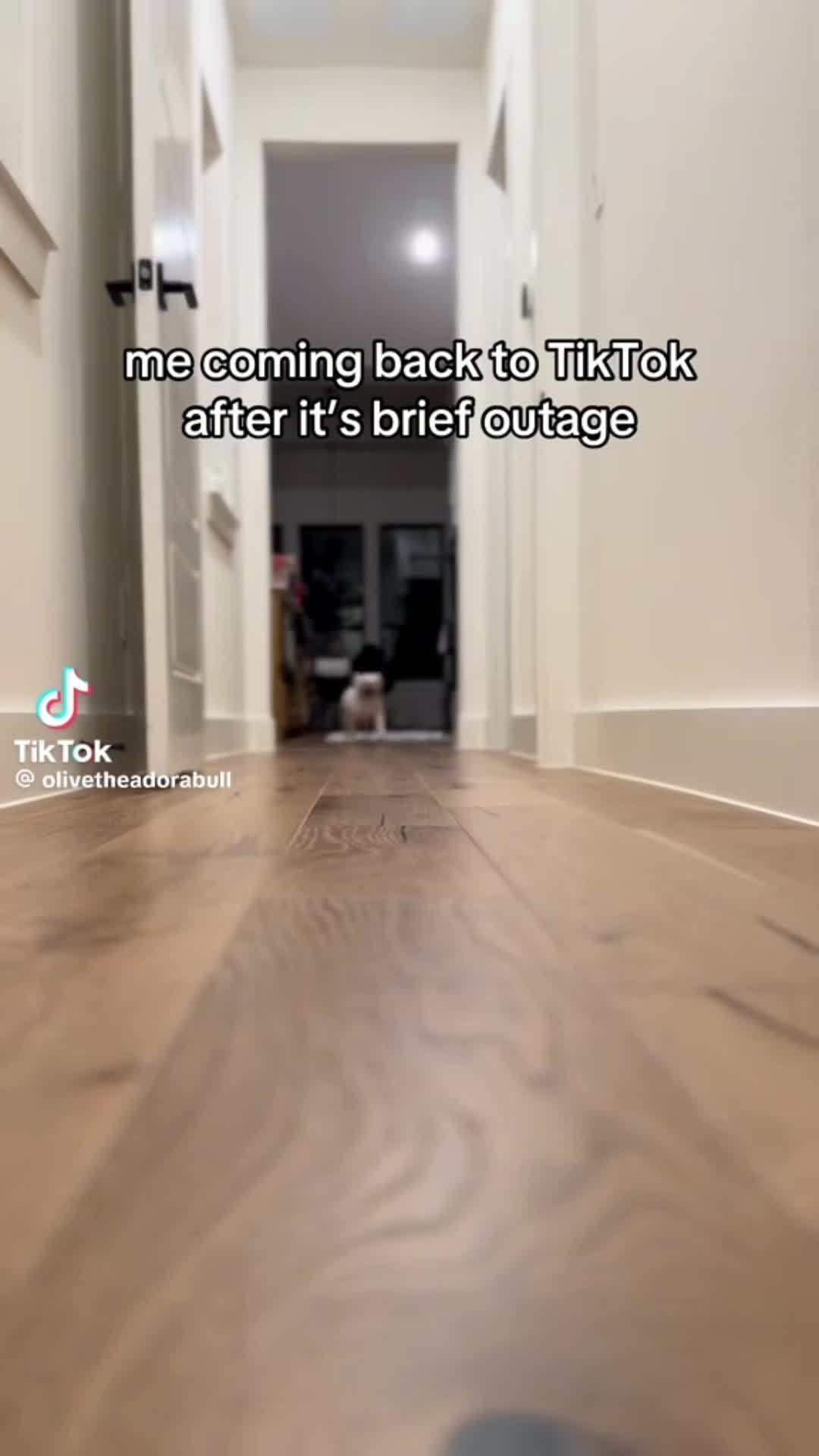@Bruno the Frenchie