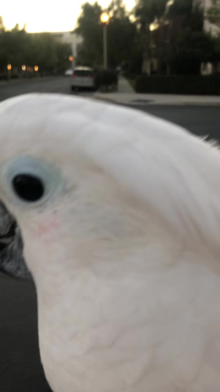 @OLAF