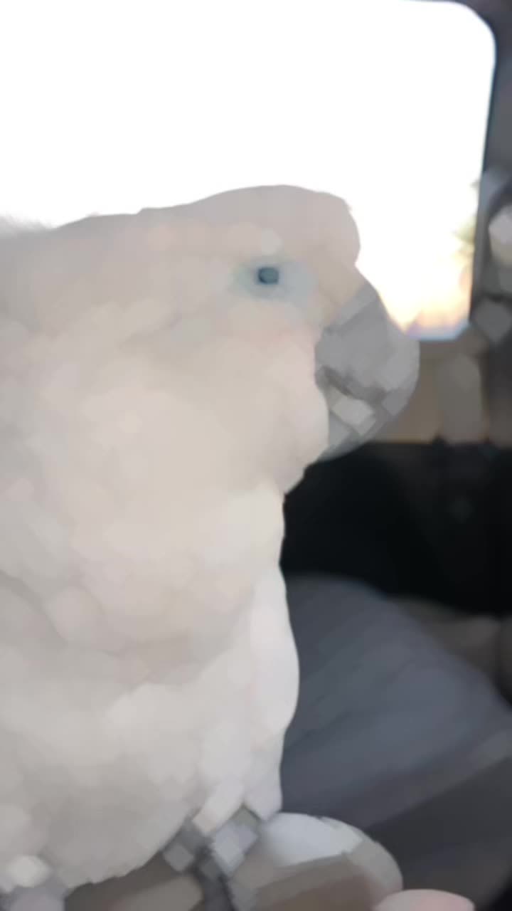 @OLAF
