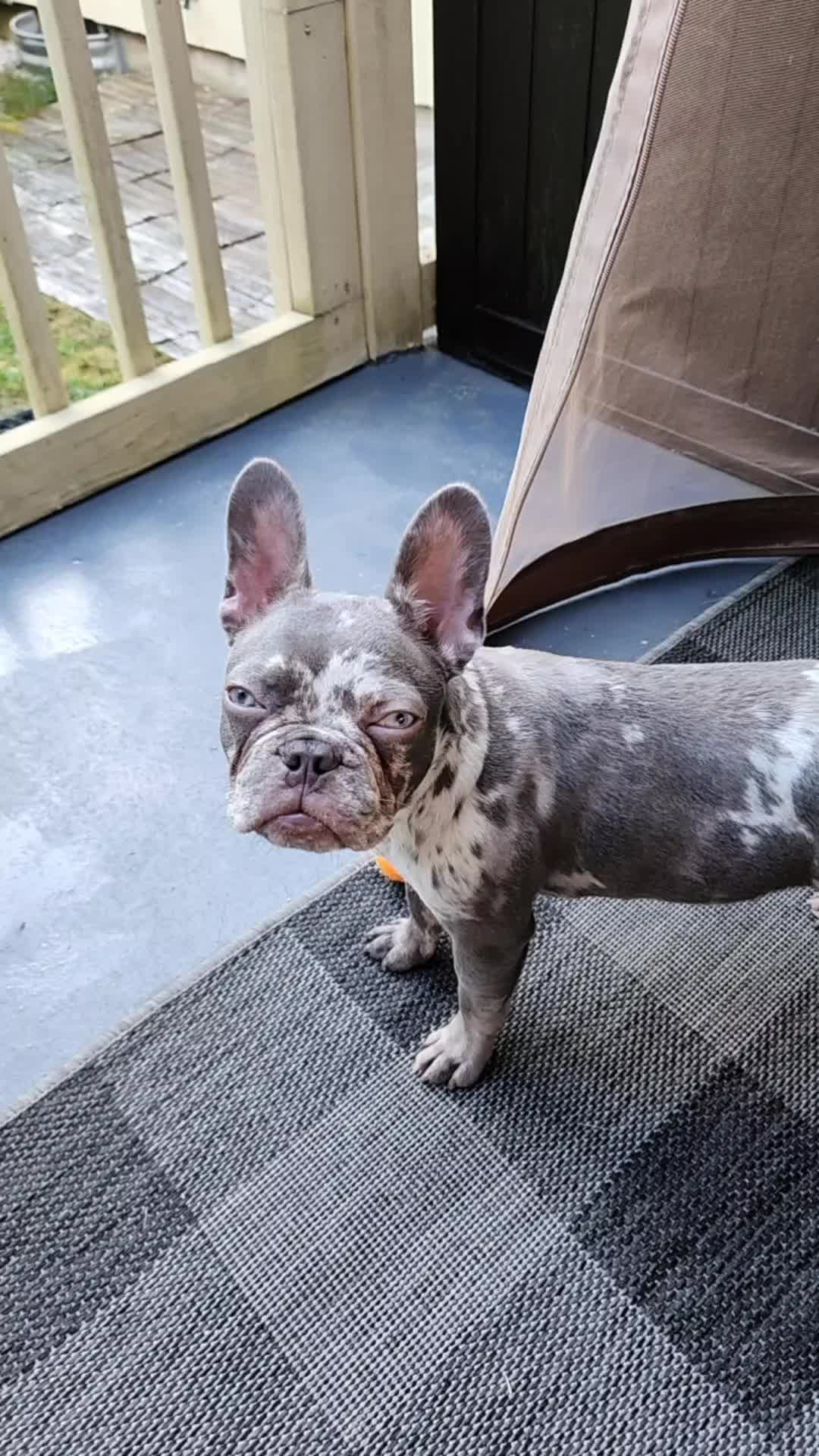 @Dexter207Frenchie
