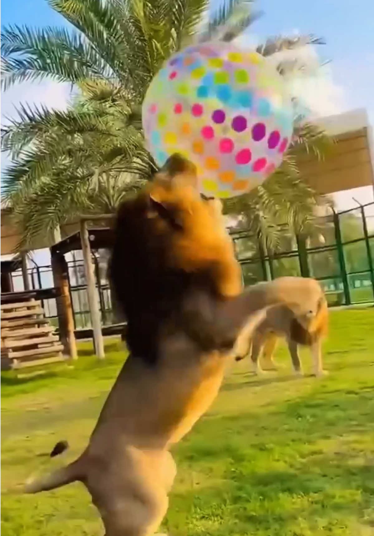 @animalsgonewildd