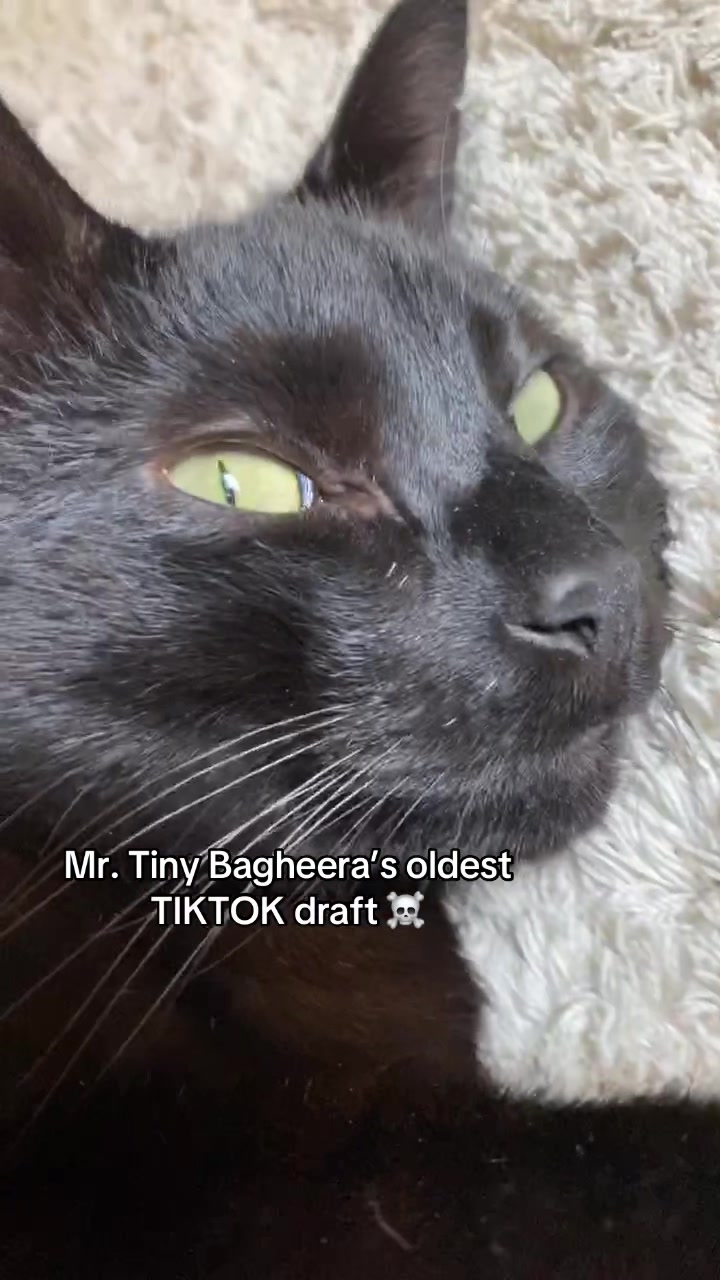 @Mr. Tiny Bagheera