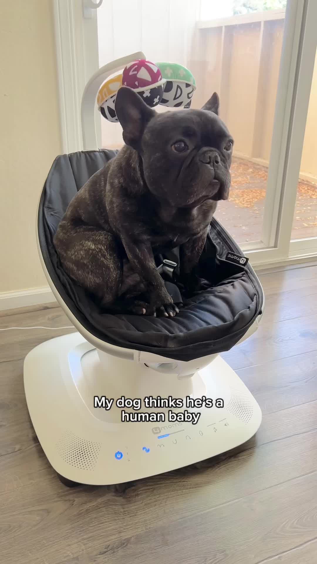 @Bruno the Frenchie