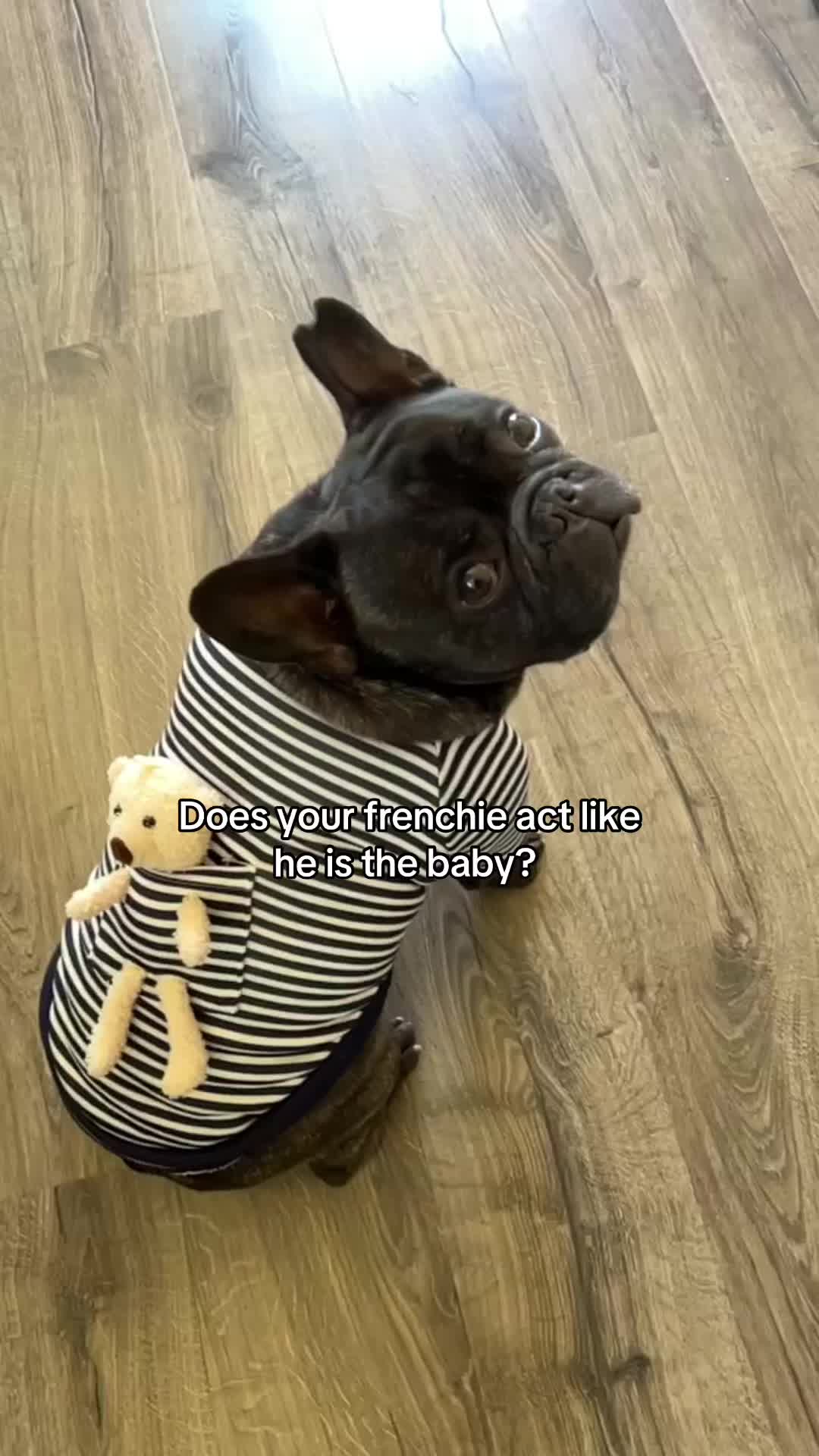 @Bruno the Frenchie