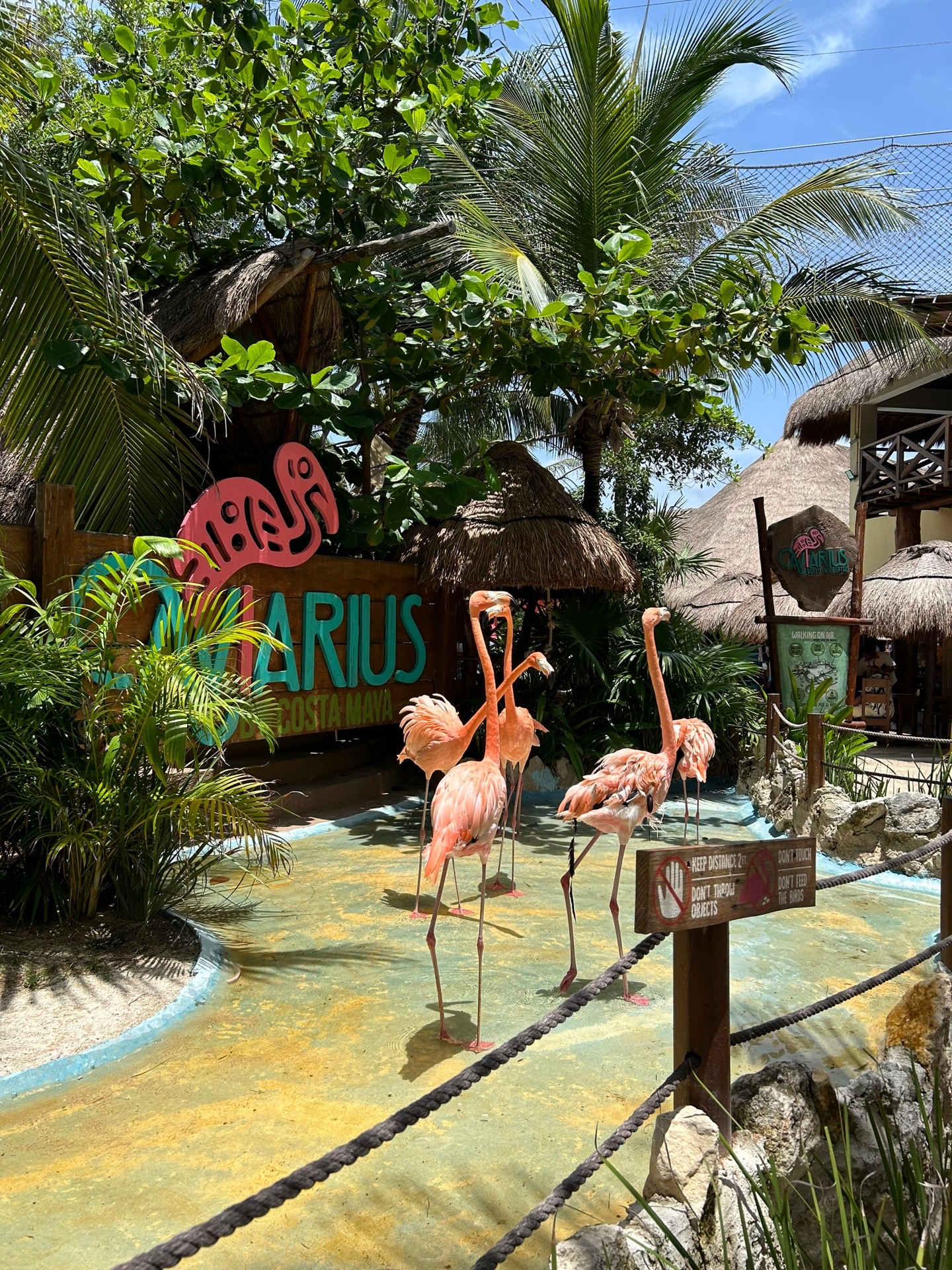 @Sirena Azul