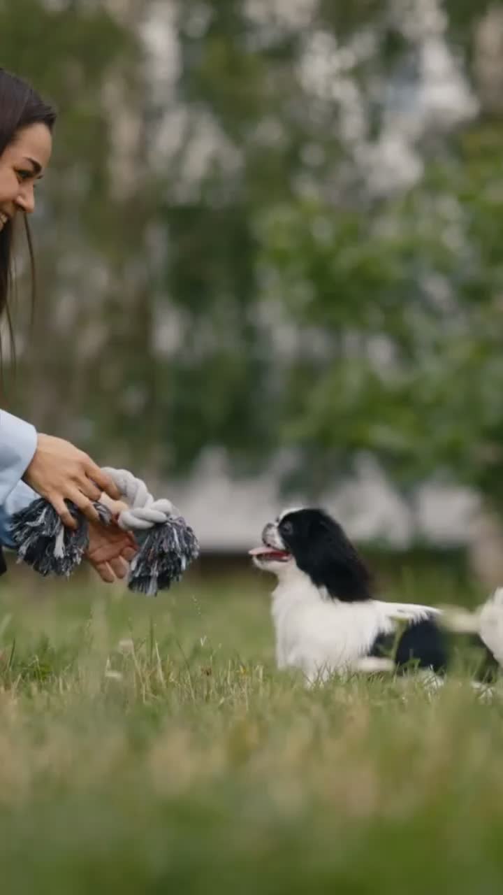 @VIP PET ORG