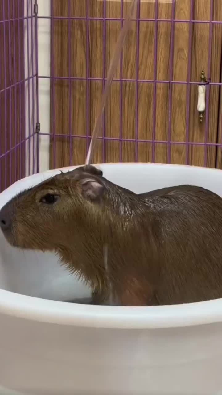 @CaPyBaRa