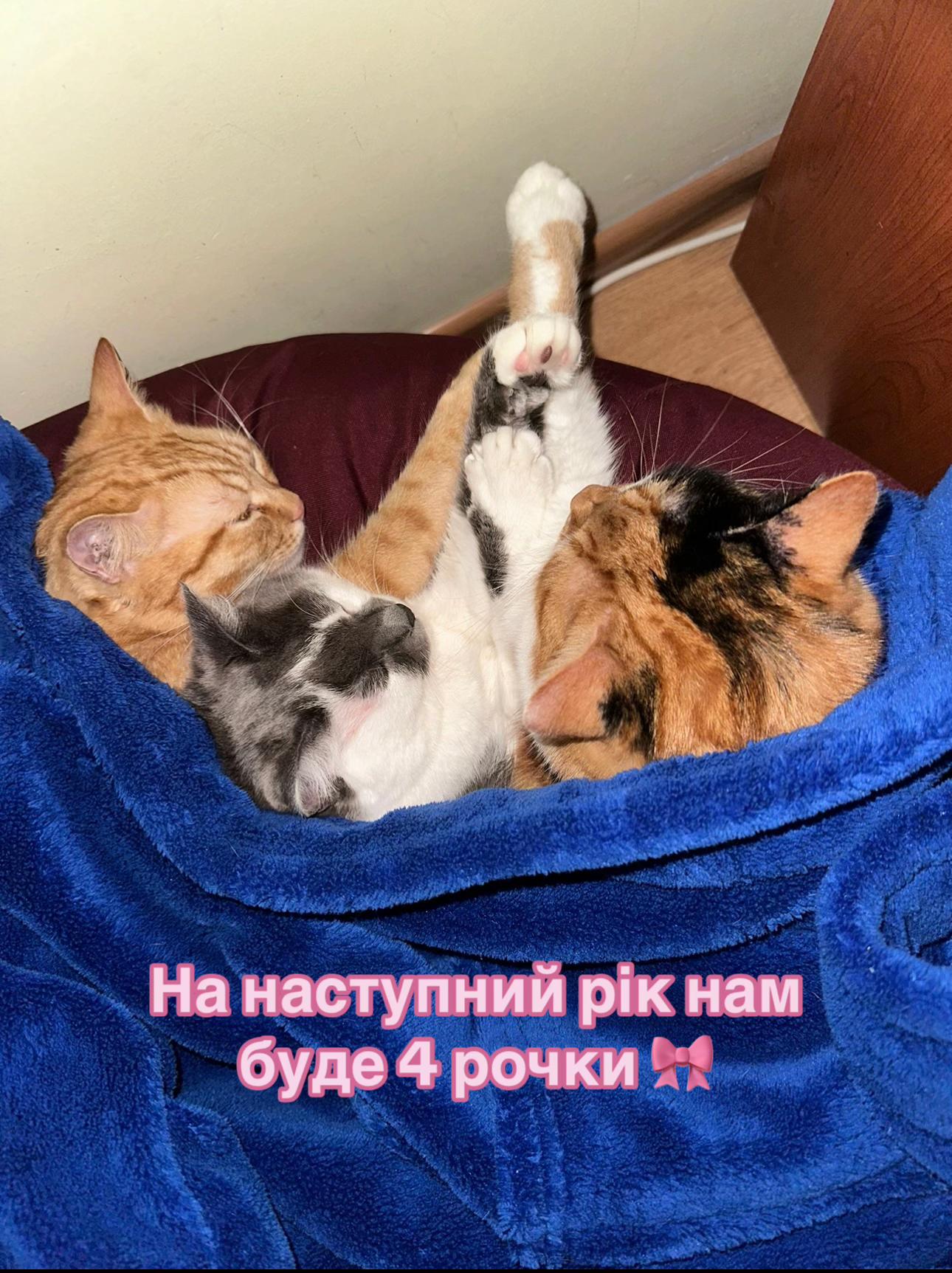 @CaTtoK