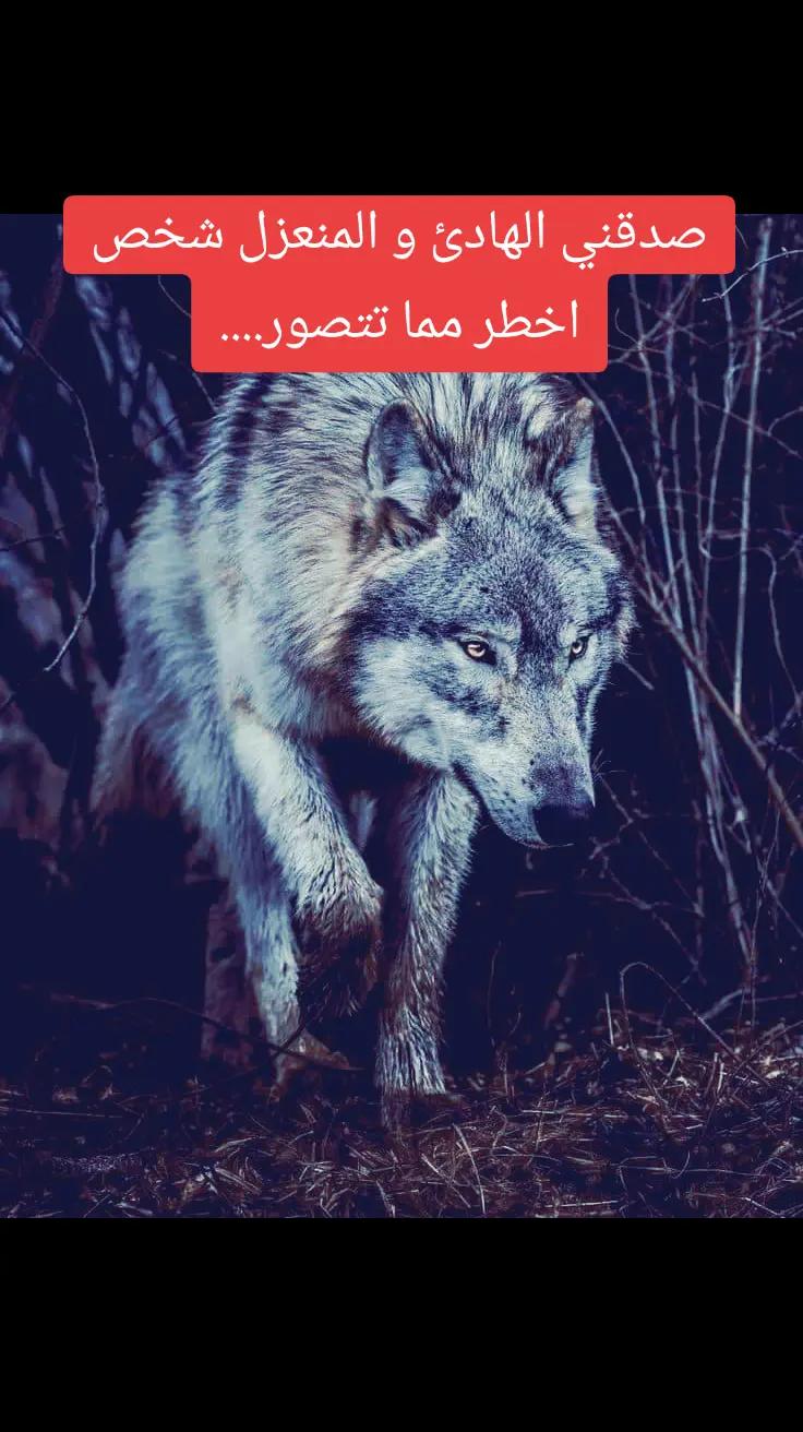 @walid Badi