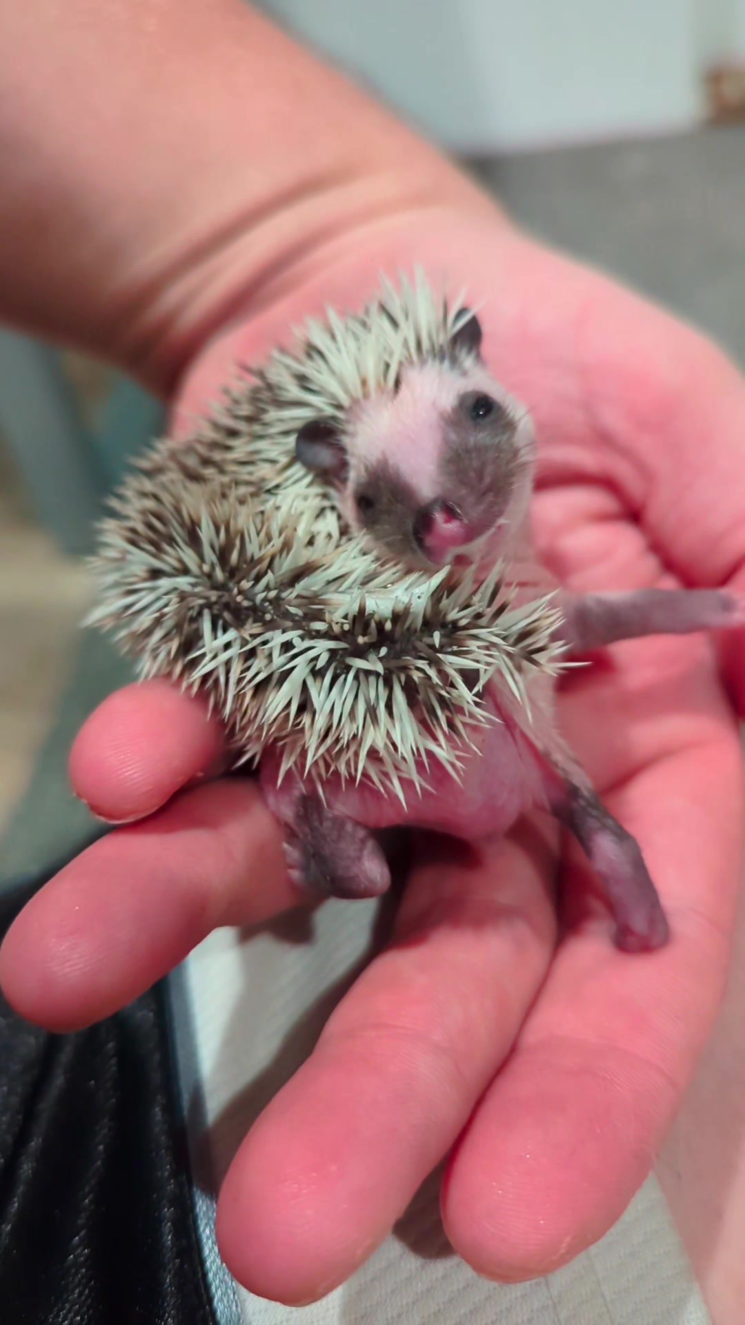 @hedgehogprecision