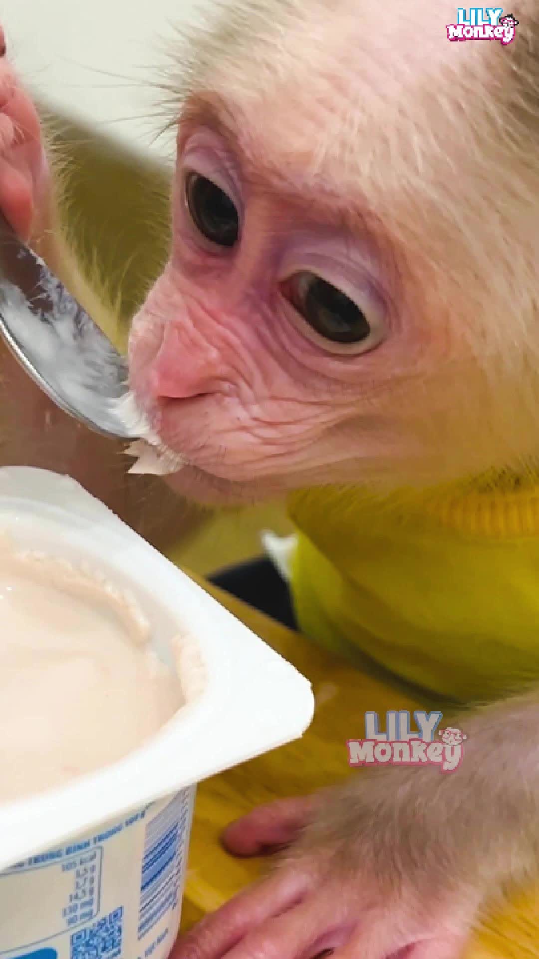 @Lilymonkey