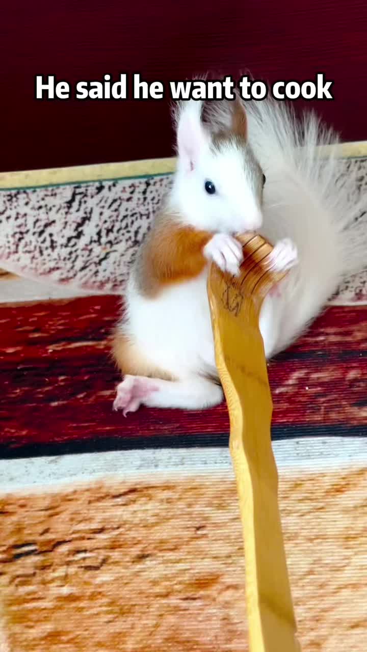 @The Squirrel Sandy