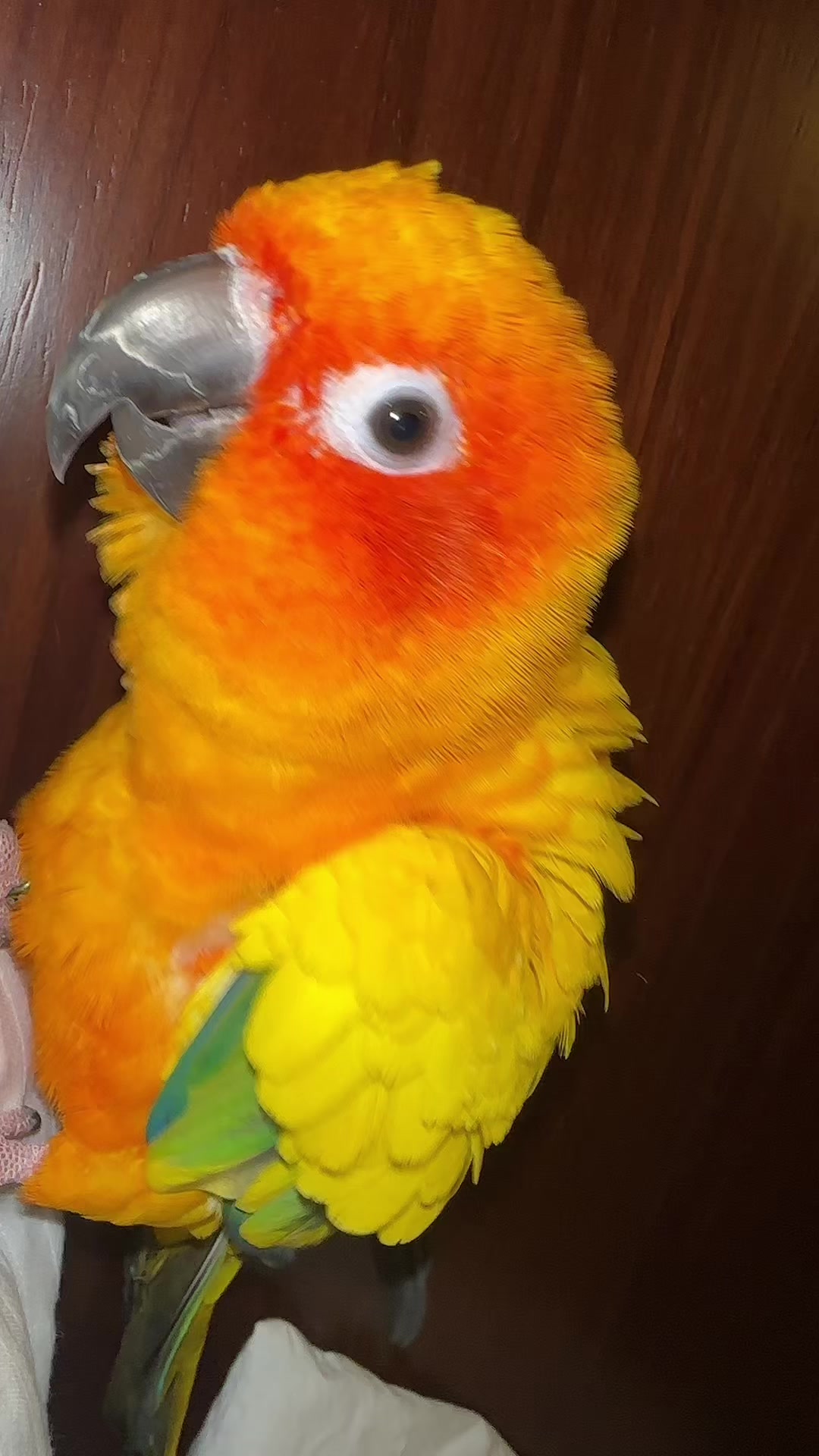 @🦜SOROR🦜